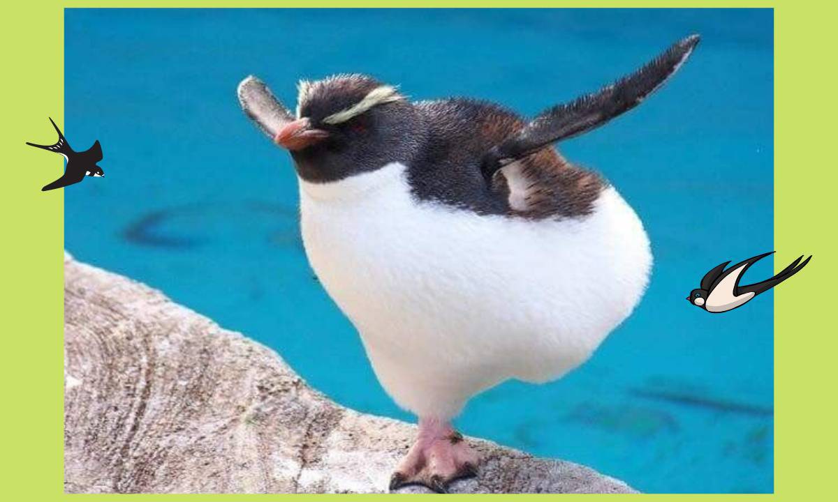 Забавный пингвин #26