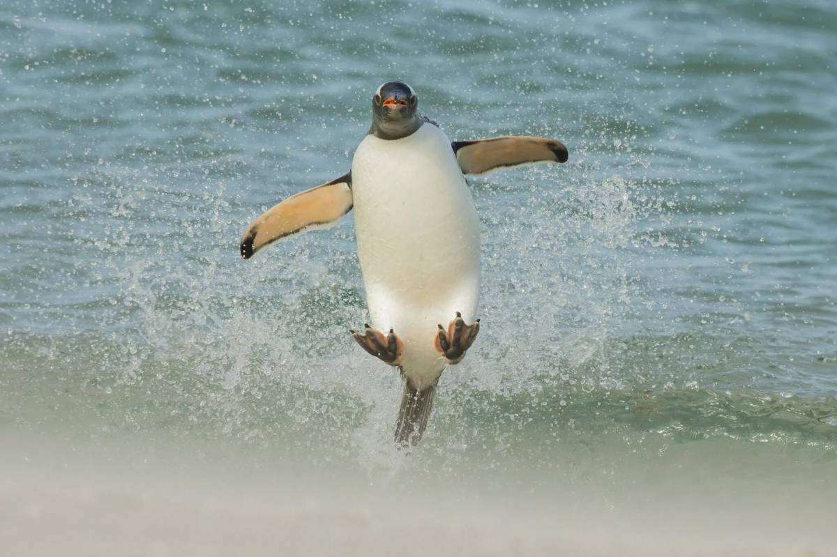 Забавный пингвин #28