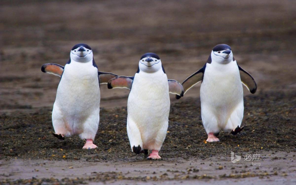 Забавный пингвин #31