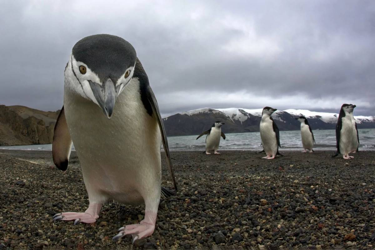 Забавный пингвин #35