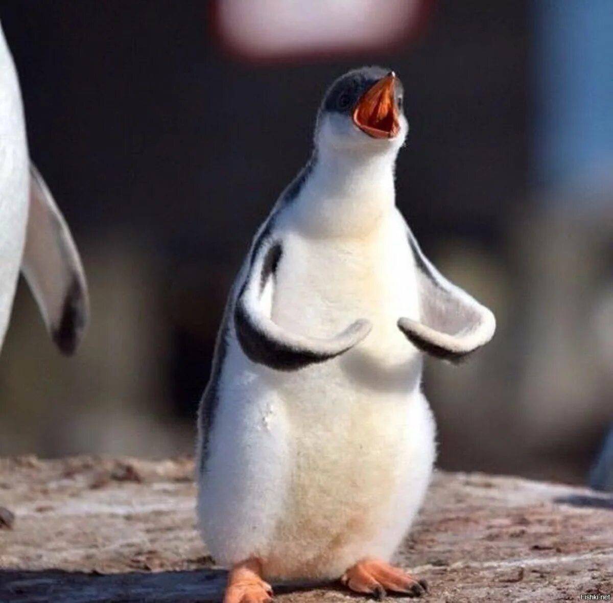 Забавный пингвин #37