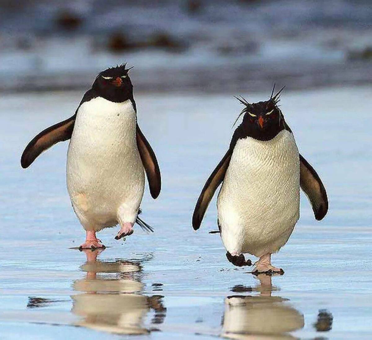 Забавный пингвин #38