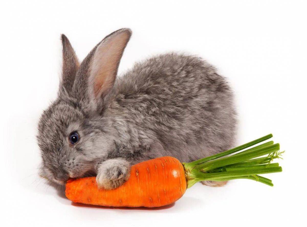 Зайка с морковкой #20