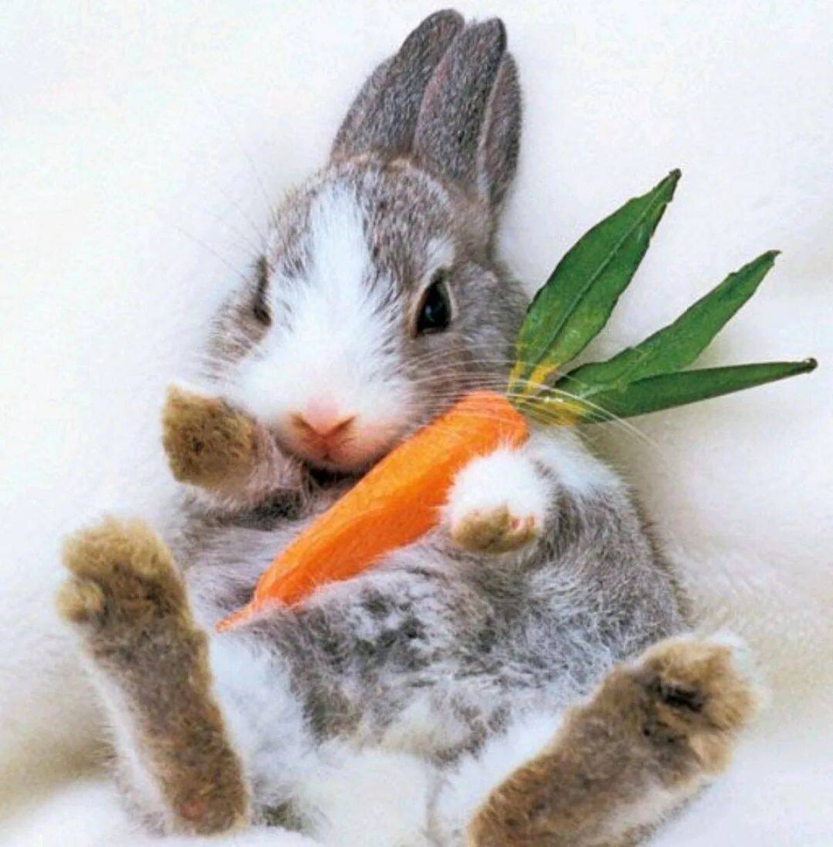 Зайка с морковкой #21