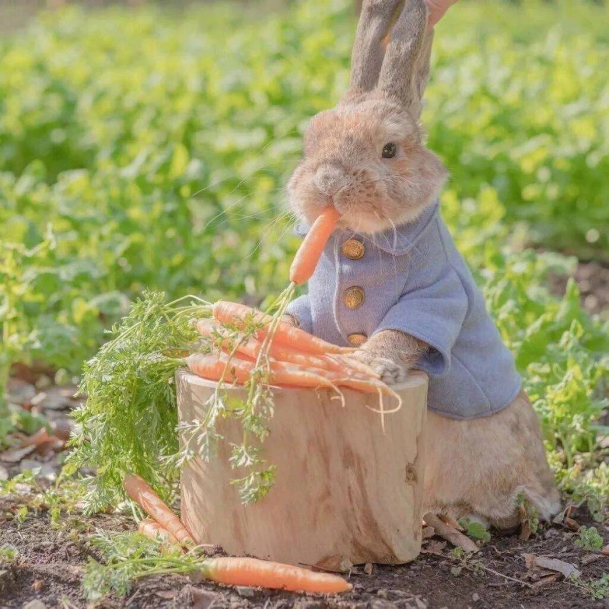 Зайка с морковкой #30