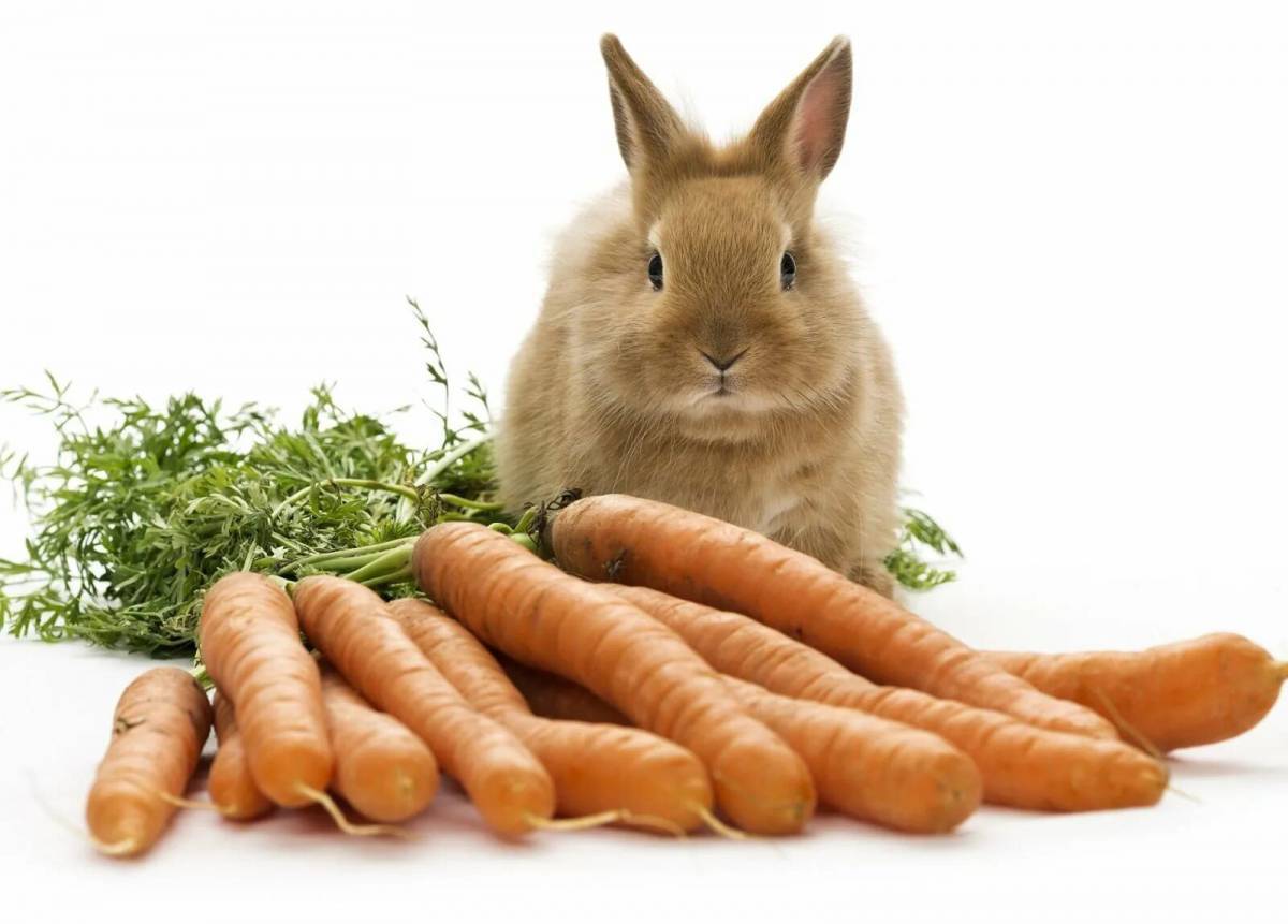 Заяц с морковкой #17