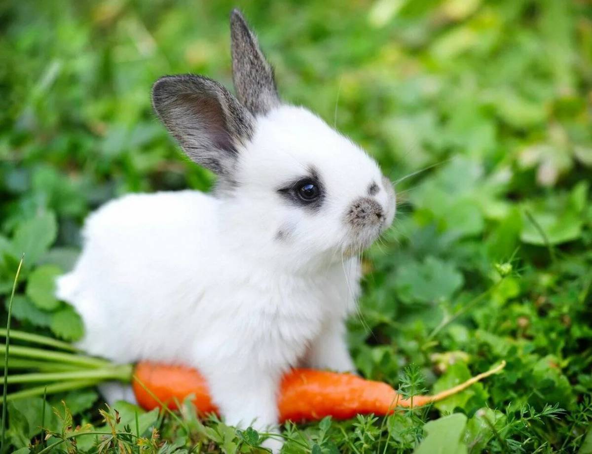 Заяц с морковкой #23