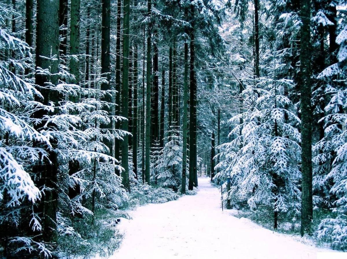 Зима в лесу #6