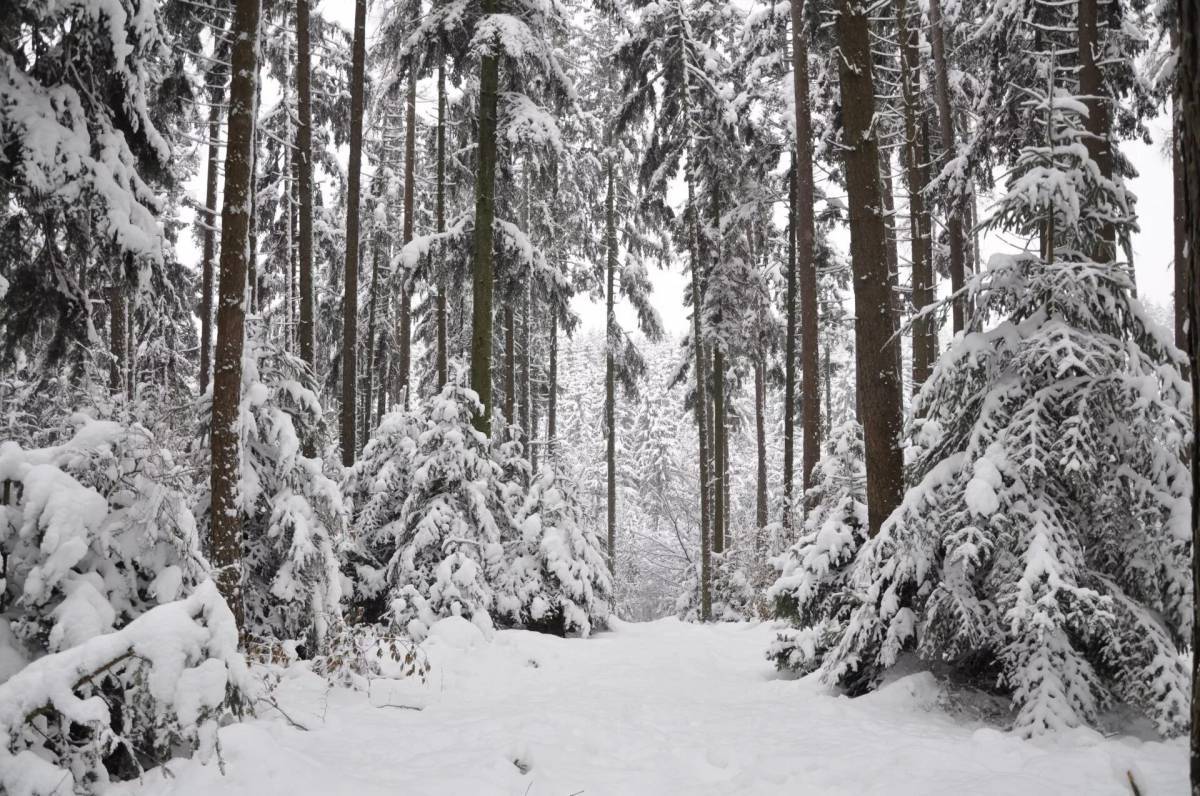 Зима в лесу #8