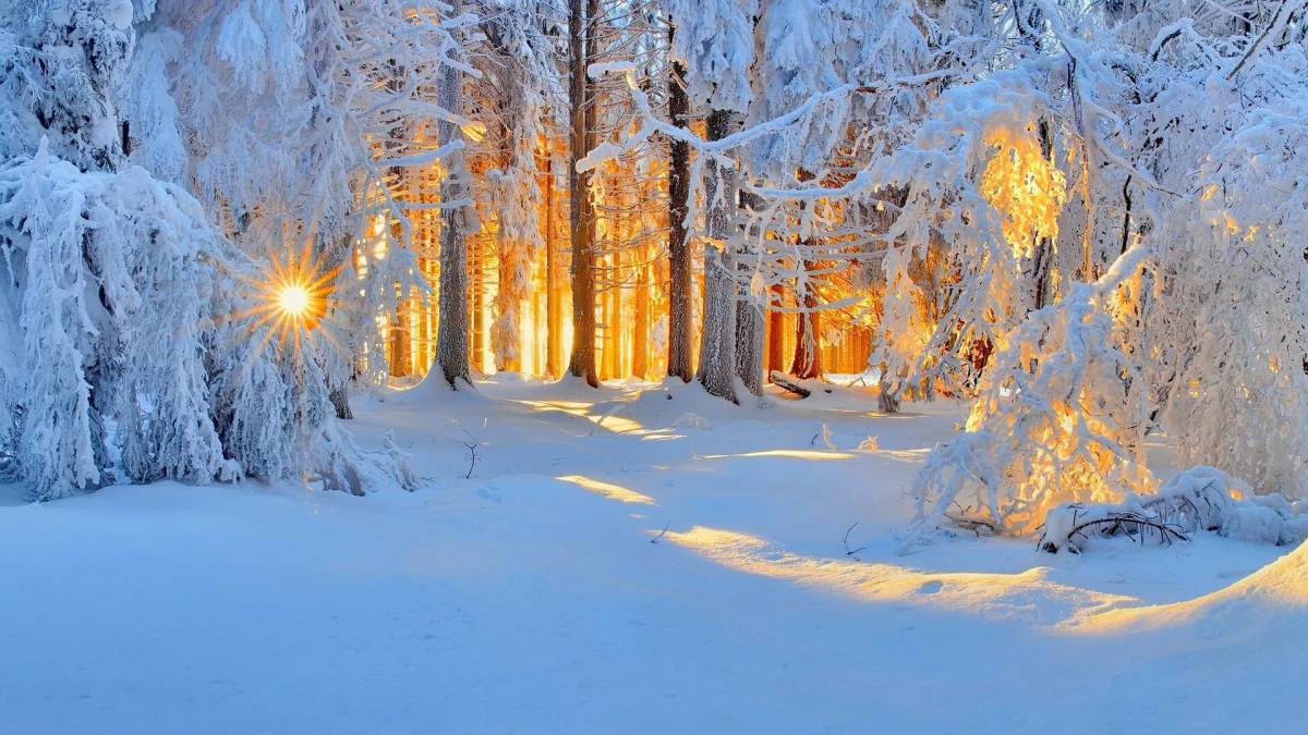 Зима в лесу #11