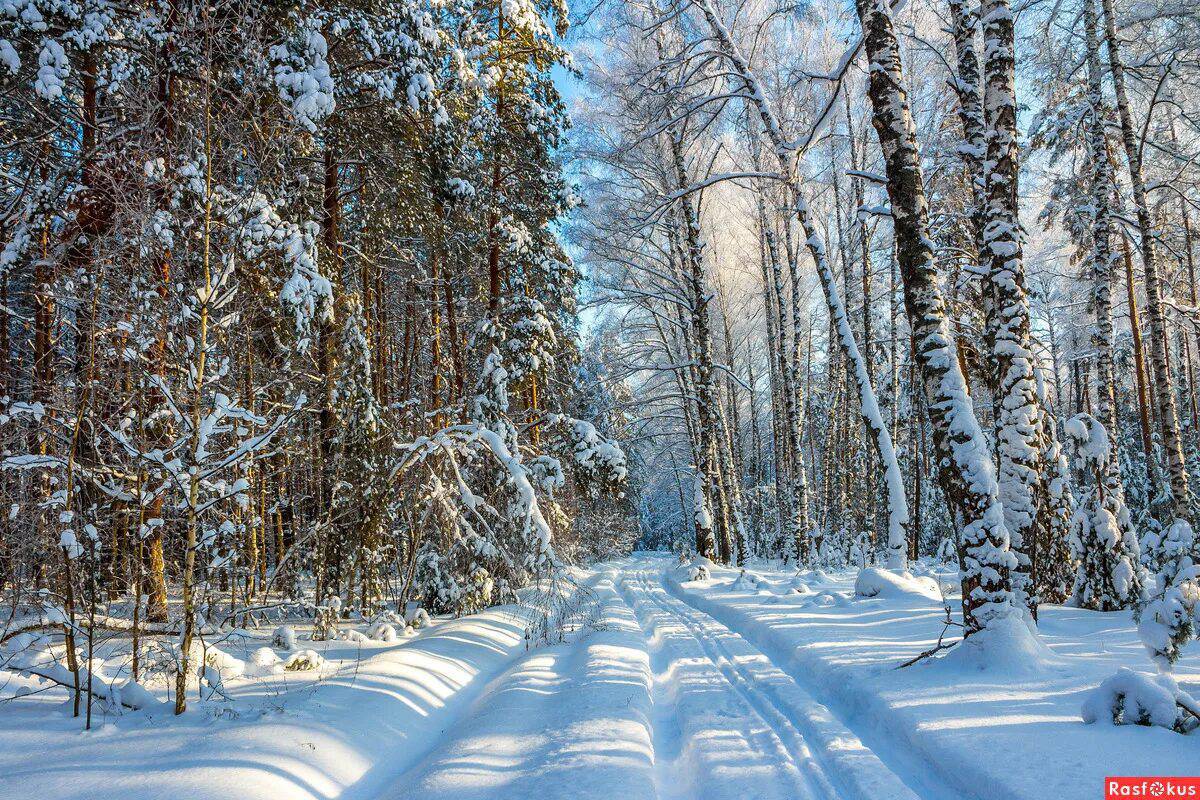 Зима в лесу #29