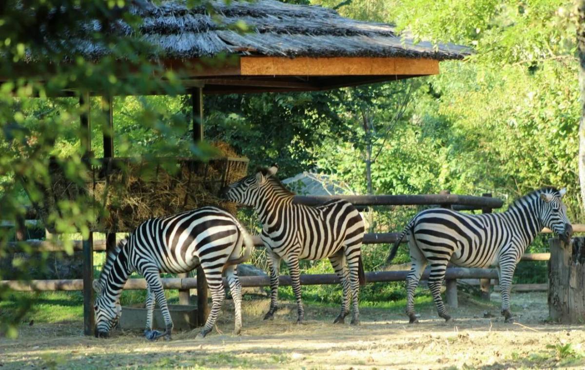 Зоопарк «Zoo Osnabrück» в Оснабрюке. Скансен зоопарк. Национальный Зоологический сад Южной Африки. Кхао Кхео зоопарк.