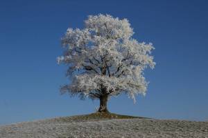 Раскраска зимнее дерево #5 #80156