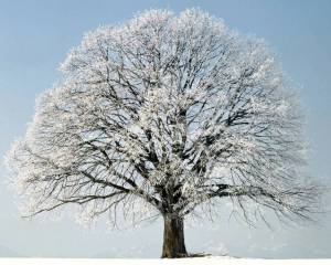 Раскраска зимнее дерево #11 #80162