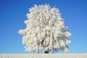 Раскраска зимнее дерево #12 #80163