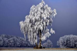 Раскраска зимнее дерево #13 #80164