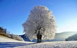 Раскраска зимнее дерево #14 #80165