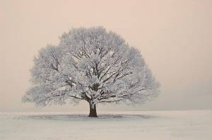 Раскраска зимнее дерево #18 #80169