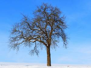 Раскраска зимнее дерево #21 #80172