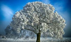 Раскраска зимнее дерево #25 #80176