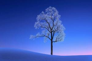 Раскраска зимнее дерево #26 #80177
