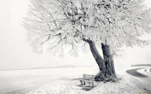 Раскраска зимнее дерево #32 #80183