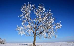 Раскраска зимнее дерево #36 #80187