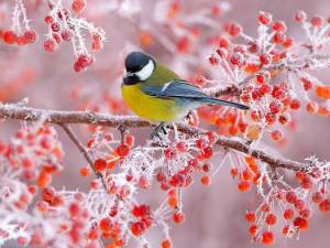 Раскраска зимние птицы #3 #81133