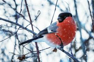 Раскраска зимние птицы #5 #81135