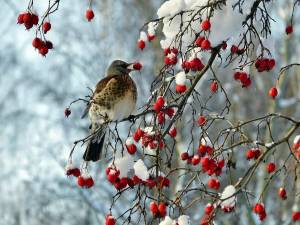 Раскраска зимние птицы #10 #81140