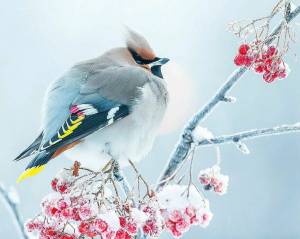 Раскраска зимние птицы #13 #81143
