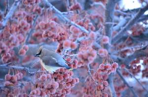 Раскраска зимние птицы #19 #81149