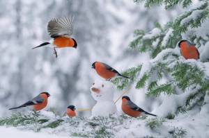 Раскраска зимние птицы #21 #81151