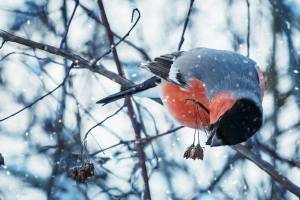 Раскраска зимние птицы #26 #81156