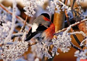 Раскраска зимние птицы #27 #81157