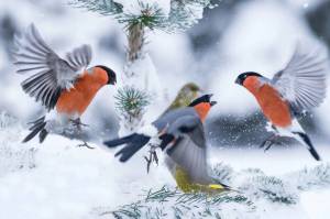 Раскраска зимние птицы #29 #81159