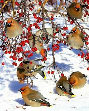 Раскраска зимние птицы #32 #81162