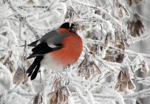 Раскраска зимние птицы #35 #81165