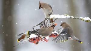 Раскраска зимние птицы #38 #81168