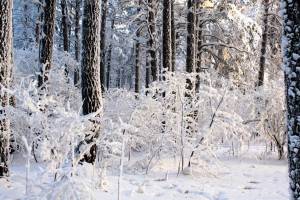 Раскраска зимний лес для детей #11 #81180