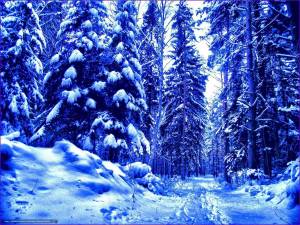 Раскраска зимний лес для детей #26 #81195