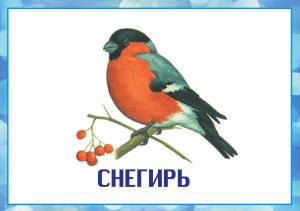 Раскраска зимующие птицы для детей #13 #81515
