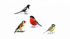 Раскраска зимующие птицы для детей #38 #81540