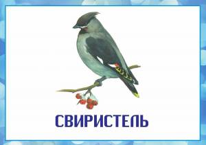 Раскраска зимующие птицы для детей 3 4 года #3 #81544