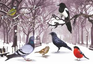 Раскраска зимующие птицы для детей 3 4 года #12 #81553