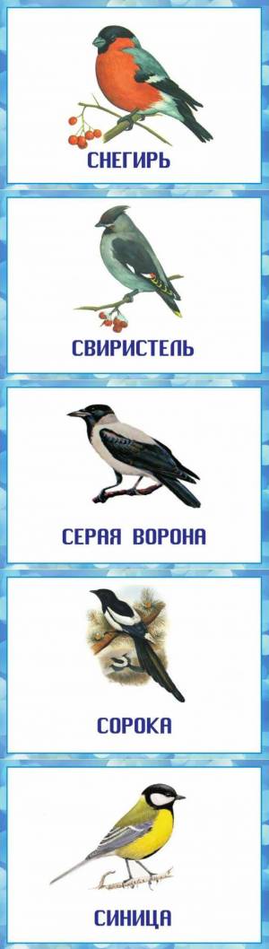 Раскраска зимующие птицы для детей 3 4 года #18 #81559