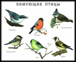 Раскраска зимующие птицы для детей 4 5 #5 #81614