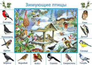 Раскраска зимующие птицы для детей 4 5 #28 #81637