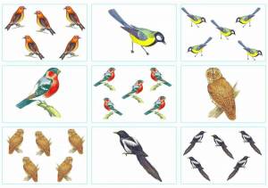 Раскраска зимующие птицы для детей 6 7 лет #15 #81702