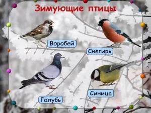 Раскраска зимующие птицы для дошкольников #33 #81759